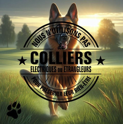 RESPECT ET BIENVEILLANCE DU CHIEN