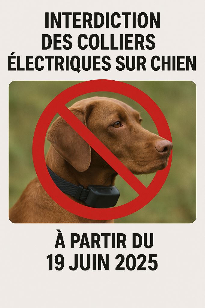 INTERDICTION COLLIERS COERCITIFS