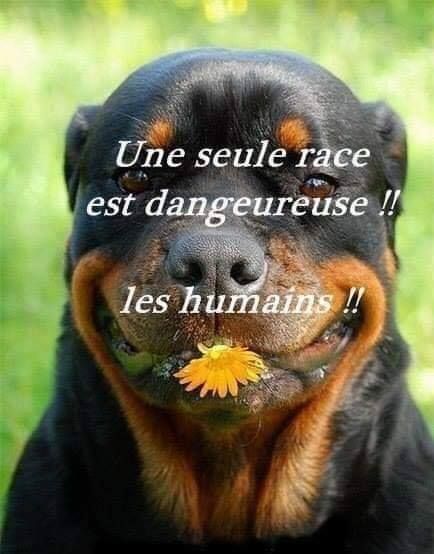 CHIENS DIT DANGEREUX