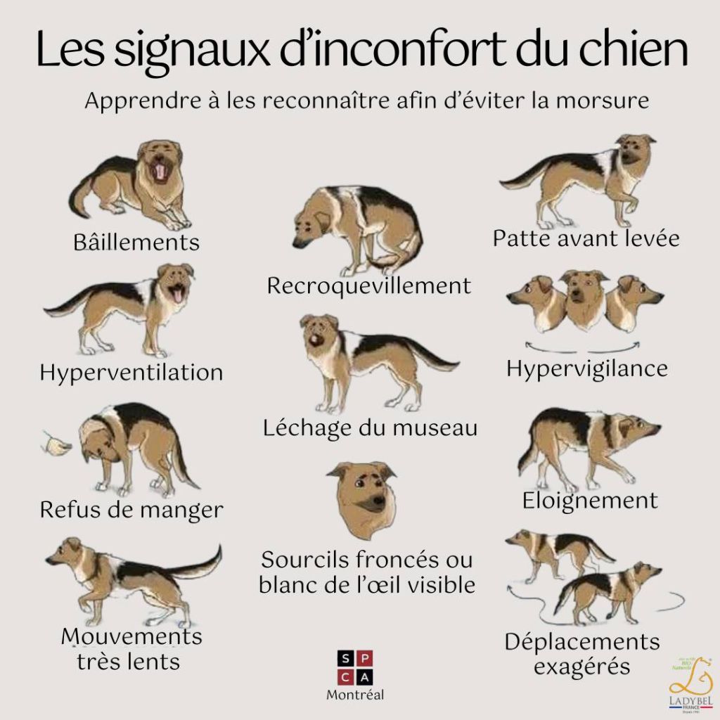 SIGNAUX INCONFORT CHIEN